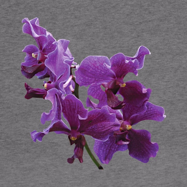 Orchids - Spray of Purple Orchids by SusanSavad